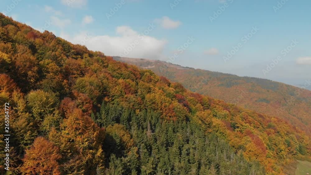 Aerial View of the Autumn Forest. Carpathian Mountains. Autumn Forest. Orange Hill in the Carpathian Mountains Aerial View of the Autumn Forest. Carpathian Mountains. Autumn Forest. Orange Hill in the Carpathian Mountains