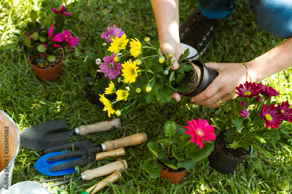 Manos de mujer con plantas y flores u utensilios de jardineria en el jardín. Vista superior - obrazy, fototapety, plakaty 