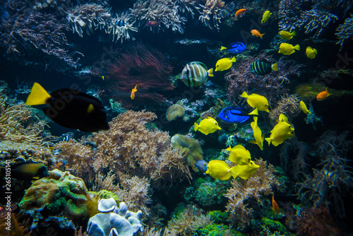 Fototapeta Naklejka Na Ścianę i Meble -  tropical Fish on a coral reef