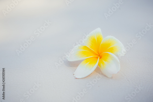 frangipani flower on white. © geniuskp