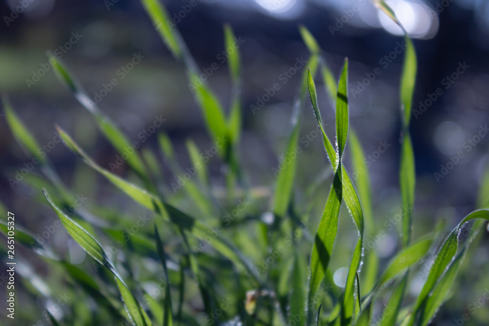 The first spring grass in the morning sun with a blur background The first spring grass in the morning sun with a blur background
