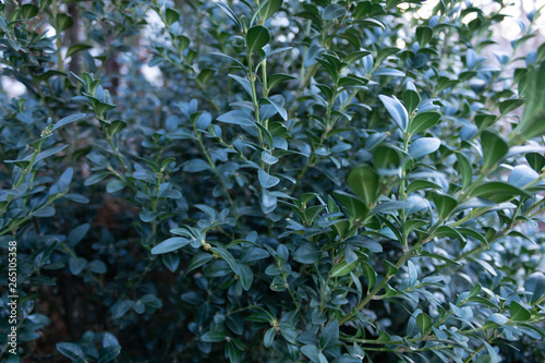 Close-up of part of a lush green bush with small leaves.