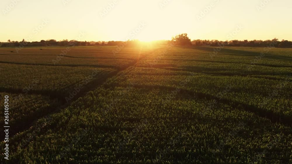 beautiful sunset over cornfields in Mexico. This is the part one over a serie of five. beautiful sunset over cornfields in Mexico. This is the part one over a serie of five.