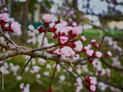 Flowering apricot trees in April in Ukraine