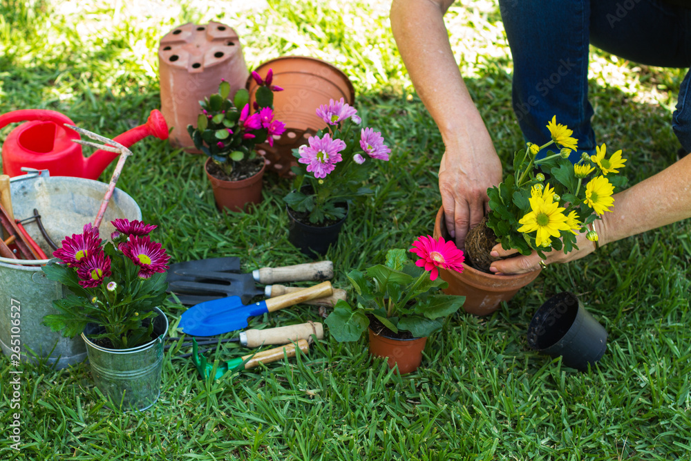 Manos de mujer plantando flores en el jardín