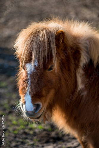 Little shaggy pony is grazing