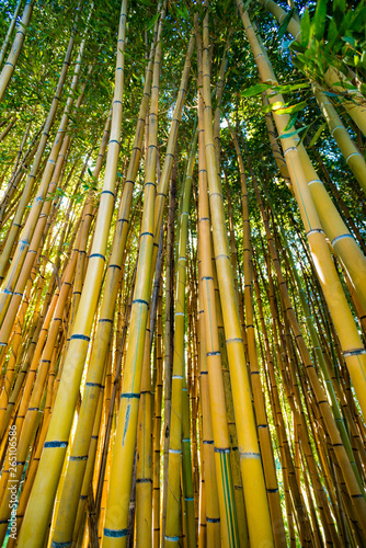 Bamboo forest. nature background