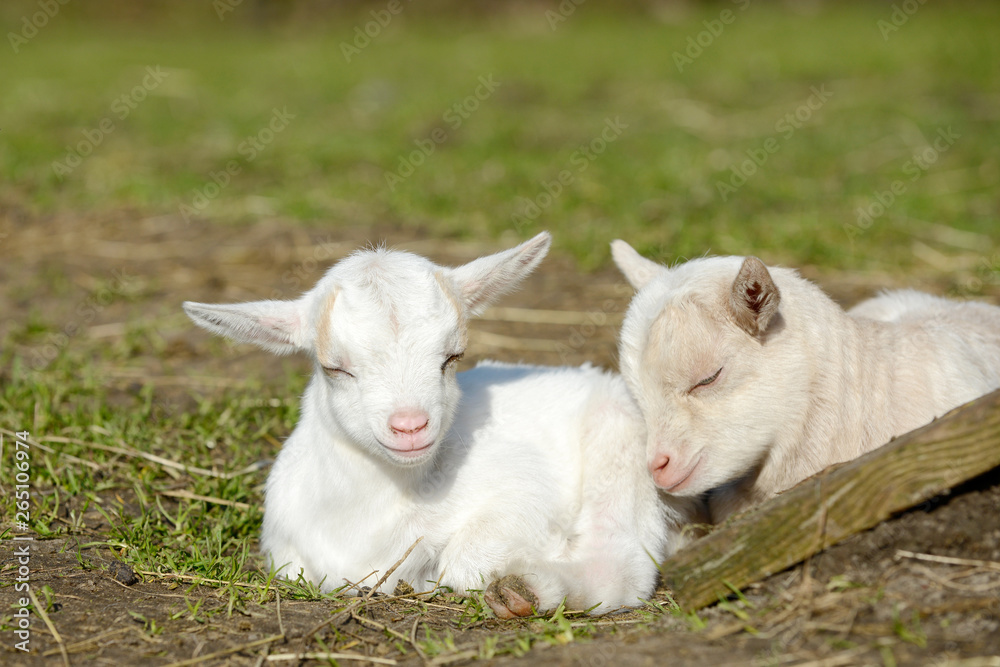 white goat kids lying on pasture and sleep white goat kids lying on pasture and sleep