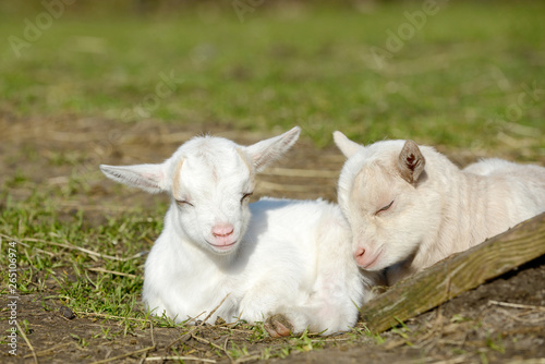 white goat kids lying on pasture and sleep