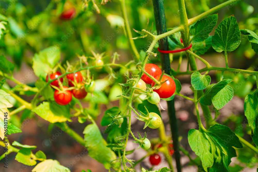 Ripe tomatoes growing on a branch Ripe tomatoes growing on a branch
