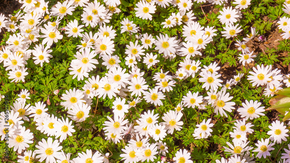 beautiful closeup of field of white daisy blossoms beautiful closeup of field of white daisy blossoms