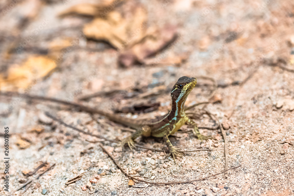 Little lizard, Anolis oxylophus, standing on the ground in Costa Rica Little lizard, Anolis oxylophus, standing on the ground in Costa Rica