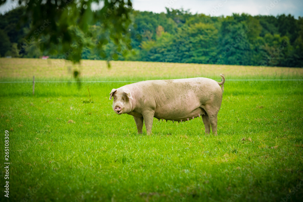 pigs in field. Healthy pig on meadow pigs in field. Healthy pig on meadow