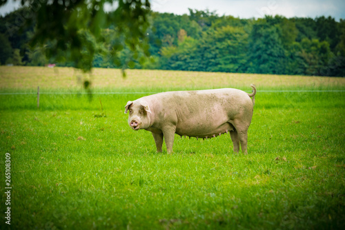 pigs in field. Healthy pig on meadow