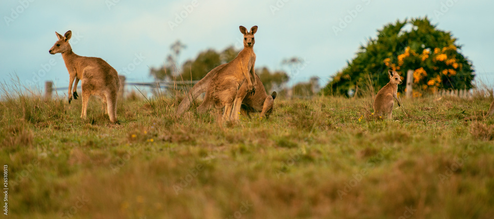 Obraz premium Kangaroos outside amongst nature.