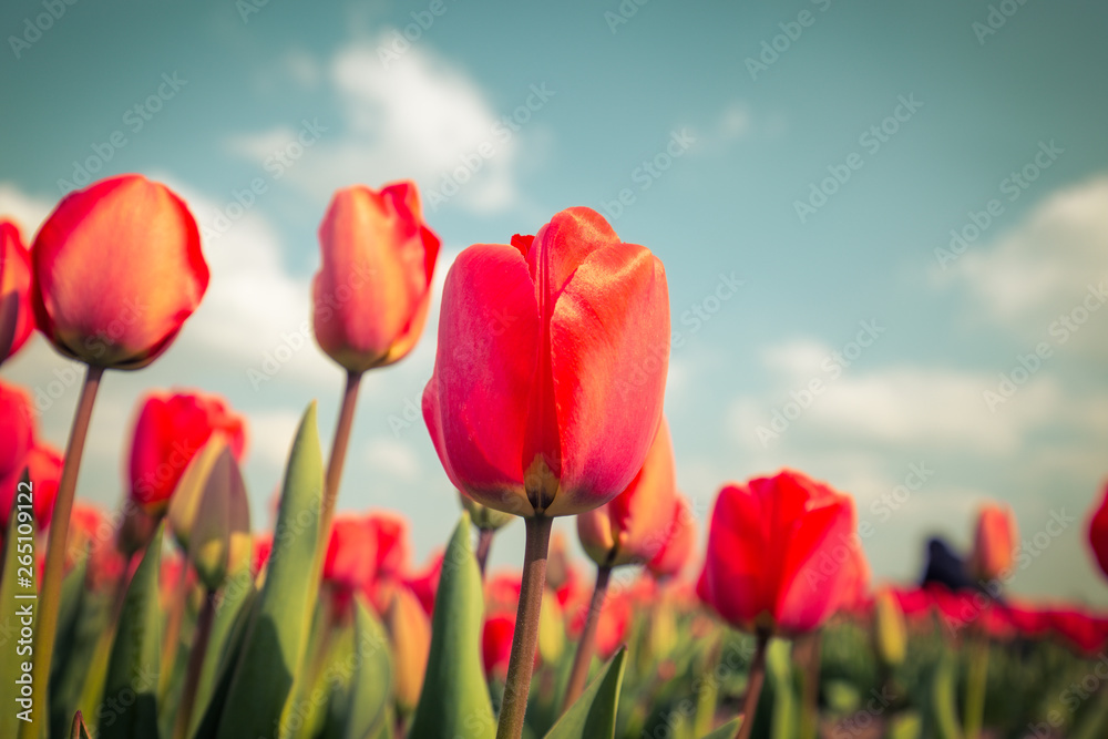Fototapeta premium Piękny czerwony tulipan kwiat w tle bokeh, vintage ton w Holandii