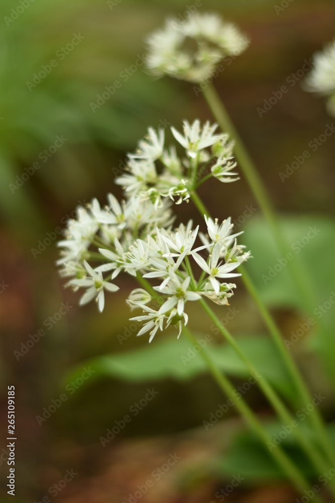 Blühender Bärlauch (Allium ursinum) - Bärlauchblüten Blühender Bärlauch (Allium ursinum) - Bärlauchblüten