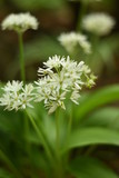 Blühender Bärlauch (Allium ursinum) - Bärlauchblüten
