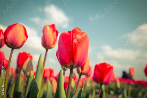 Beautiful red tulip flower with bokeh background  vintage tone in Netherland