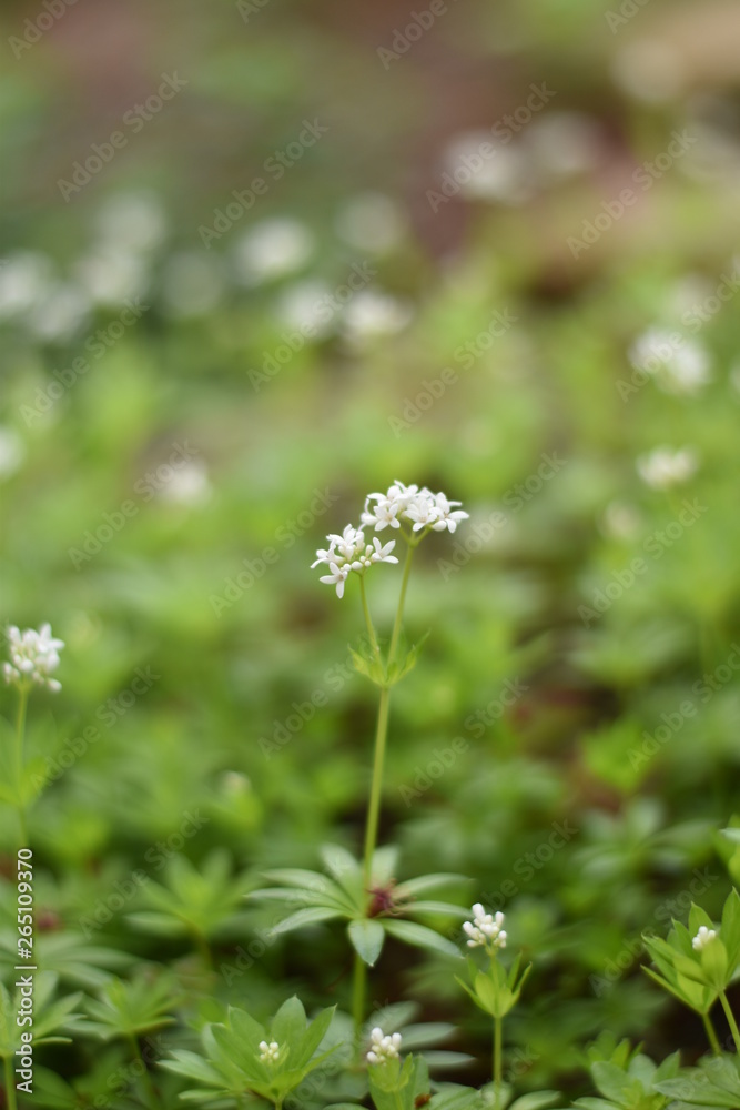 Blühender Waldmeister (Galium odoratum) Blühender Waldmeister (Galium odoratum)