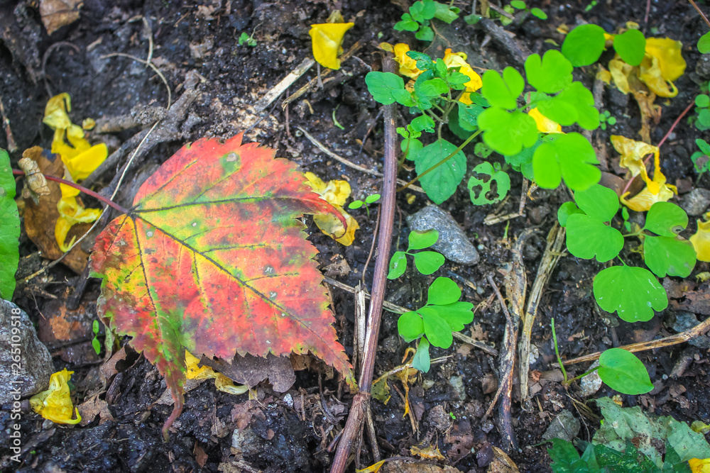 Red coloured autumn leaves of Maple tree fallen on ground with bright lemon green spring leaves foliage on black earth Red coloured autumn leaves of Maple tree fallen on ground with bright lemon green spring leaves foliage on black earth