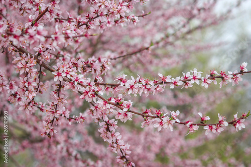 Almond flowers with pink hues in full bloom at Badamwari Srinagar, Kashmir