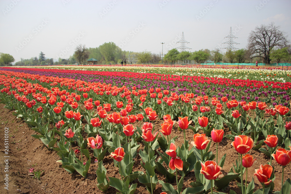 Fototapeta premium Tulips in full bloom at Tulip Garden in Kashmir. Red and Yellow in Asia's largest Tulip Garden