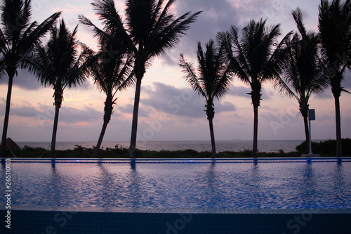 Palm trees near swimming pool