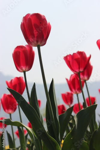 Vibrant red coloured Tulips in the famous Tulip Garden in Kashmir from a low angle shot