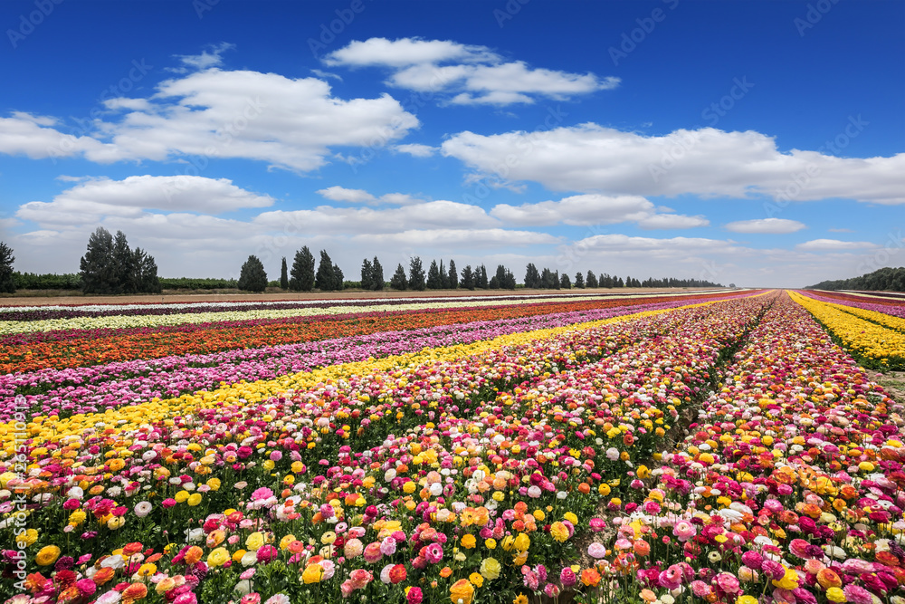 Flower carpet of colorful garden buttercups