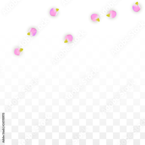 Vector Realistic Pink Petals Falling on Transparent Background.  Spring Romantic Flowers Illustration. Flying Petals. Sakura Spa Design. Blossom Confetti. © Feliche _Vero