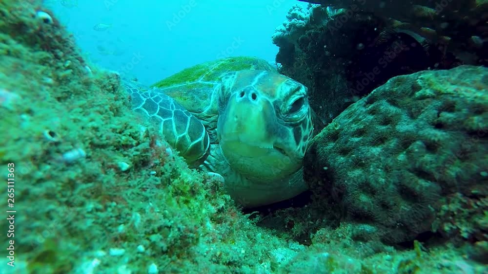 A sleeping turtle on a reef wakes up and looks around A sleeping turtle on a reef wakes up and looks around