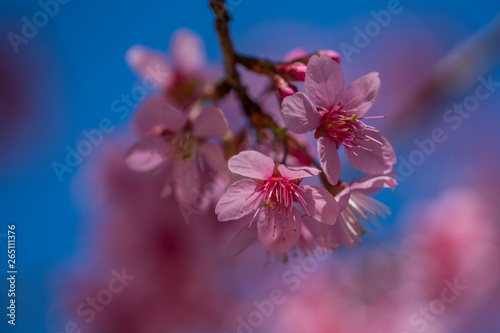 Sakura blossom flowers macro on blue sky background