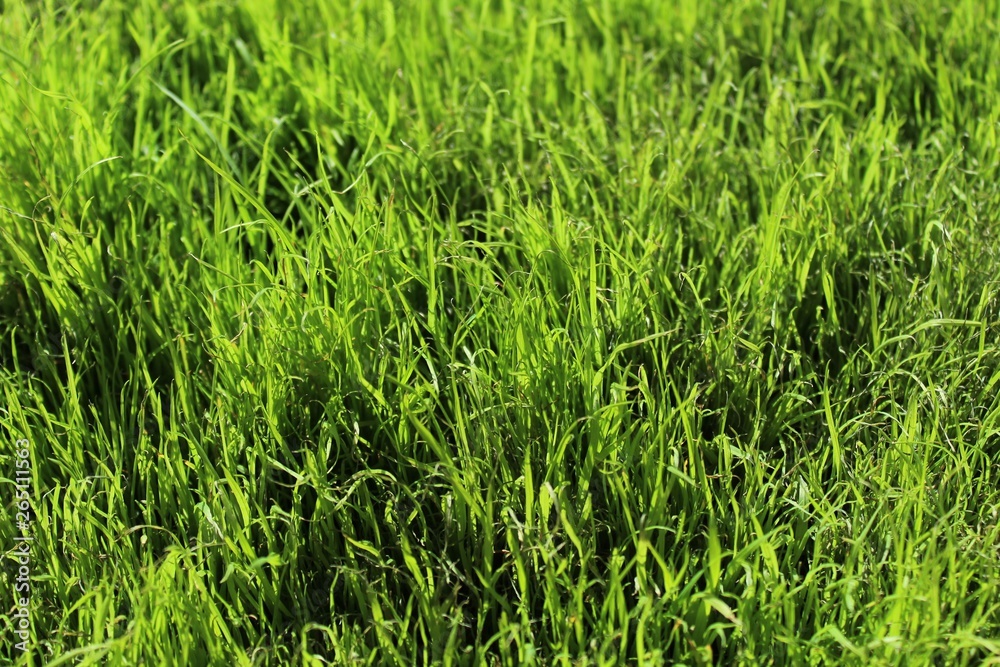 Gras Gras