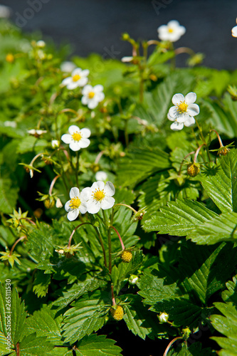 Strawberry flower in a garden