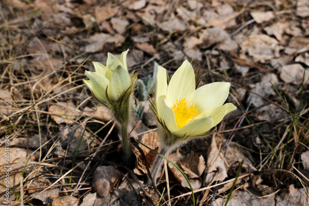 The first spring flowers of Prairie crocus, Pasque flower, prairie anemone, prairie smoke, wind flower (Pulsatilla patens) against the background of last year's foliage. Yellow flowers snowdrops. The first spring flowers of Prairie crocus, Pasque flower, prairie anemone, prairie smoke, wind flower (Pulsatilla patens) against the background of last year's foliage. Yellow flowers snowdrops.