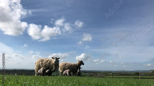 sheep and lambs in a field in spring, near Ingleby Greenhow, North Yorkshire, England, United Kingdom photo