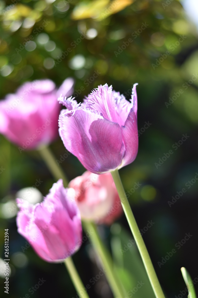 Naklejka premium Blühende Tulpen (Tulipa)