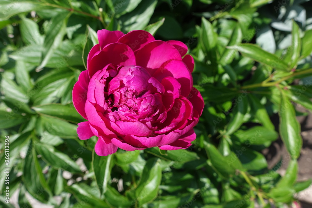 One crimson flower of common peony in spring One crimson flower of common peony in spring