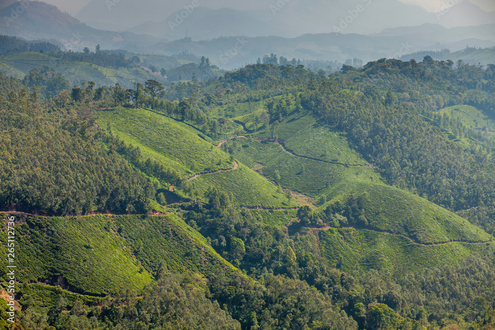 Obraz premium Tea plantations in Munnar, Kerala, India