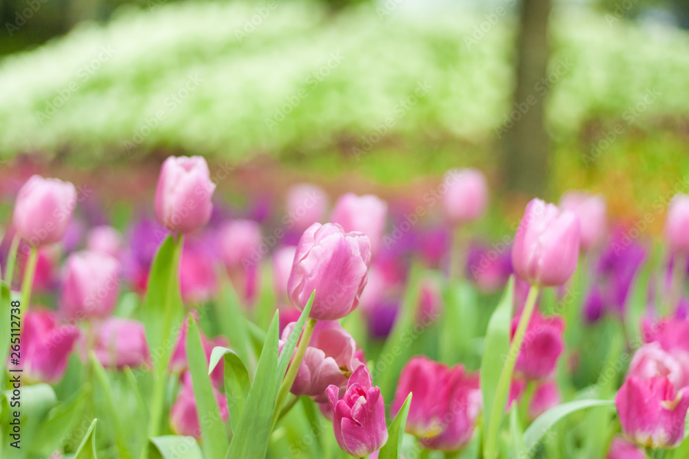Beautiful of colorful tulip flowers bouquet on field in green garden background. Beautiful of colorful tulip flowers bouquet on field in green garden background.