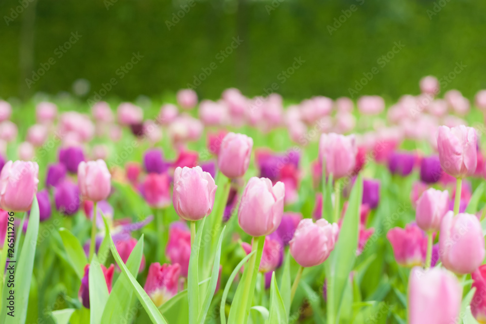 Beautiful of colorful tulip flowers bouquet on field in green garden background.