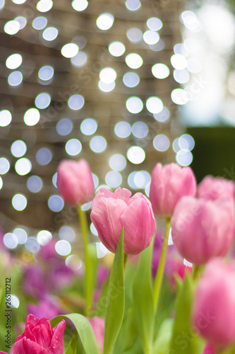 Beautiful of colorful tulip flowers bouquet on field in green garden background.