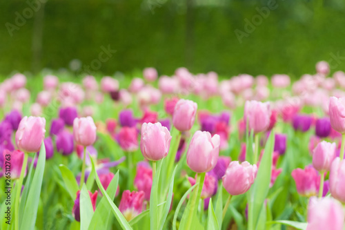 Beautiful of colorful tulip flowers bouquet on field in green garden background.