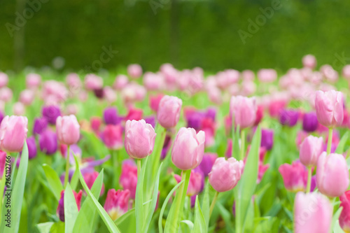 Beautiful of colorful tulip flowers bouquet on field in green garden background.