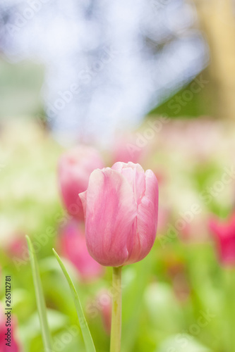 Beautiful of colorful tulip flowers bouquet on field in green garden background.