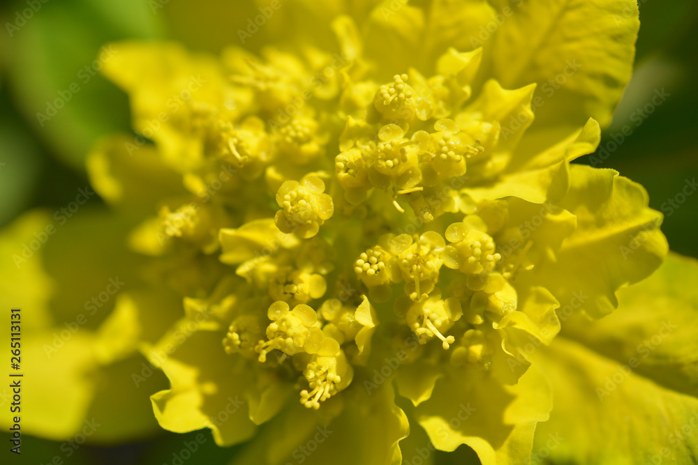 Cushion spurge Cushion spurge