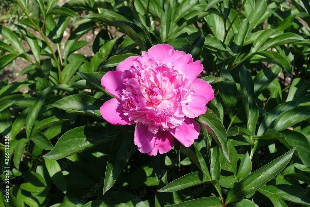 Vibrant pink flower of common peony in spring