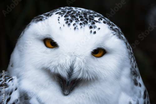 Wise looking white snowy Owl with big orange eyes portrait, black background, close up head shot © Tadej
