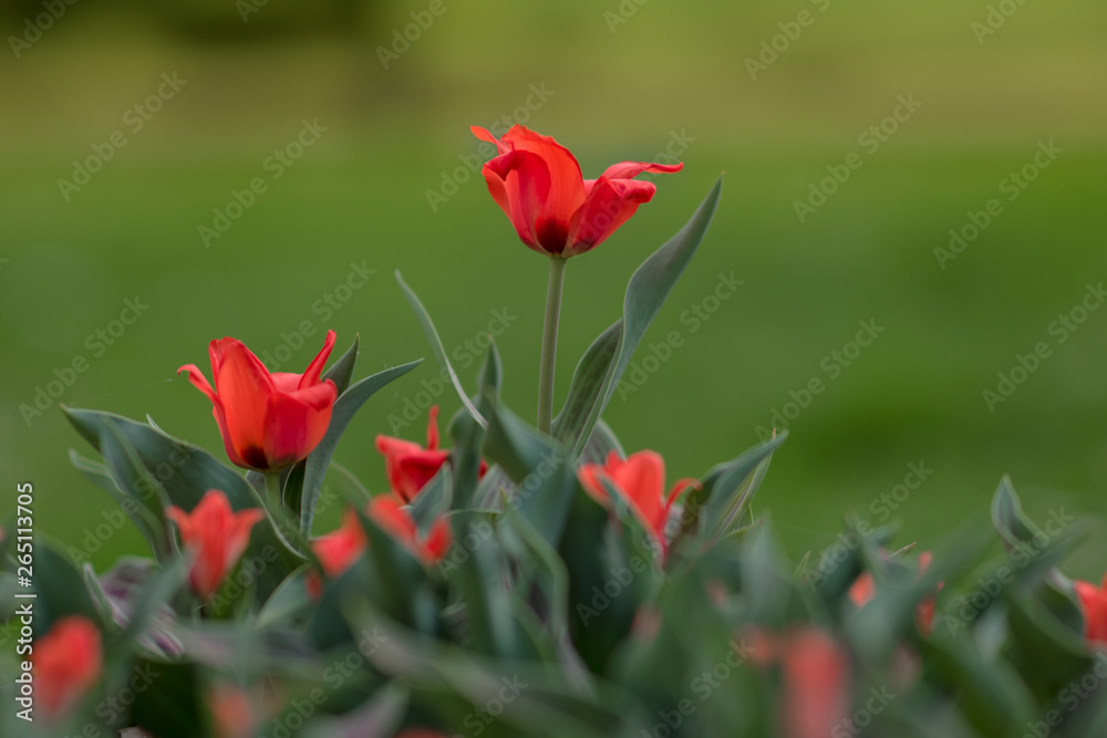 Greig Tulip Red Riding Hood. Red tulips. Spring floral background with tulip flowers. Holiday and seasonal design. Spring background with beautiful yellow red tulips. Greig Tulip Red Riding Hood. Red tulips. Spring floral background with tulip flowers. Holiday and seasonal design. Spring background with beautiful yellow red tulips.